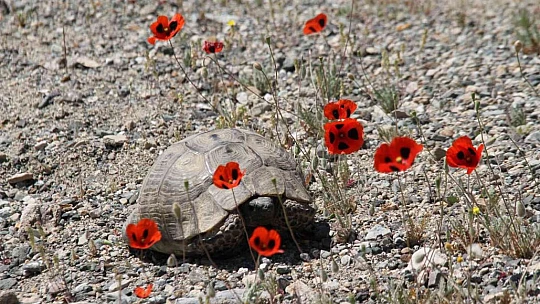 Elazığ'da gelinciklerin görsel şöleni