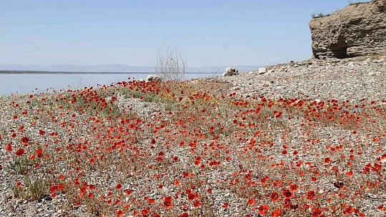 Elazığ'da gelinciklerin görsel şöleni