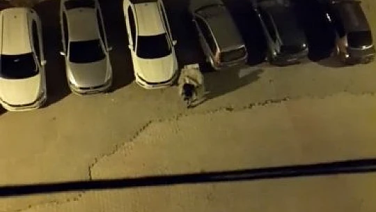 Elazığ'da hırsız, çaldığı televizyonu el arabasıyla götürdü