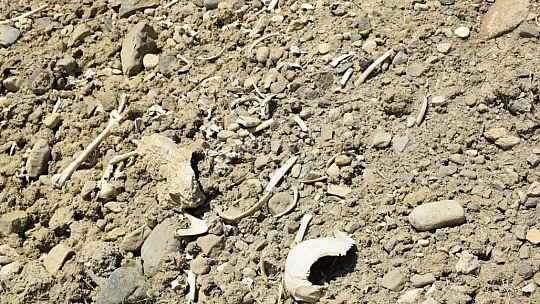 Elazığ'da içme suyu yolu mezarlık içinden geçince, kemikler etrafa saçıldı