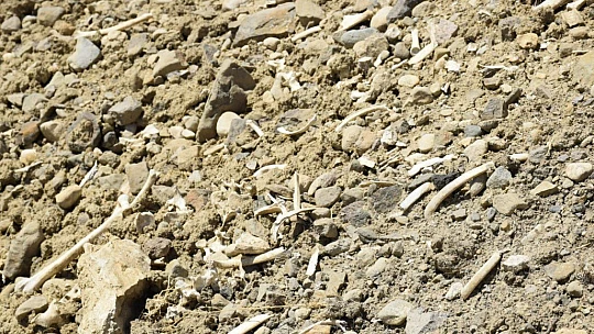 Elazığ'da içme suyu yolu mezarlık içinden geçince, kemikler etrafa saçıldı