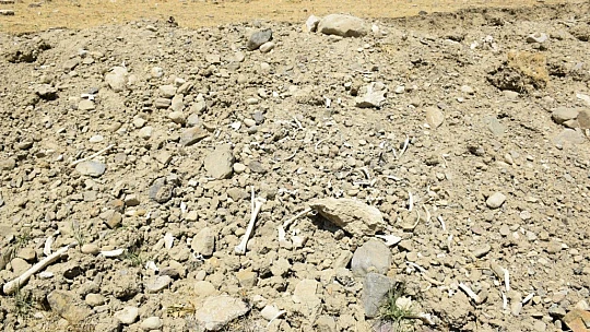 Elazığ'da içme suyu yolu mezarlık içinden geçince, kemikler etrafa saçıldı