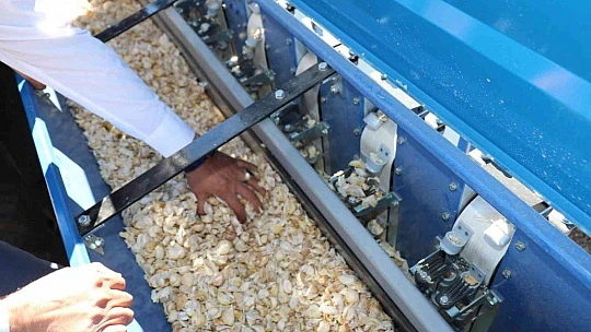 Elazığ'da ikinci ürün olarak sarımsak ekimi gerçekleştirildi