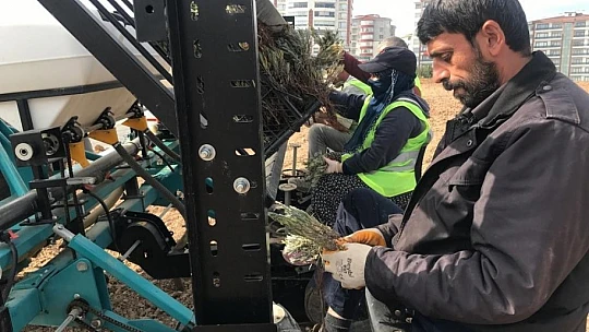 Elazığ'da İpek Yolu Gençlik Merkezi gönüllülerinden lavanta parkı