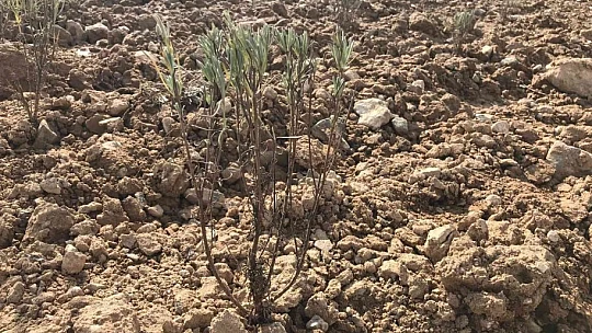 Elazığ'da İpek Yolu Gençlik Merkezi gönüllülerinden lavanta parkı