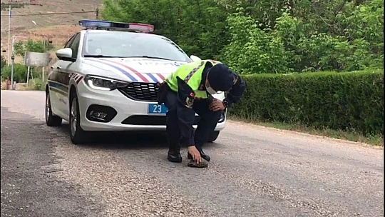 Elazığ'da jandarma ekipleri sokak hayvanlarını yalnız bırakmadı