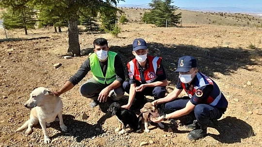 Elazığ'da jandarma ekipleri sokak hayvanlarını yalnız bırakmadı