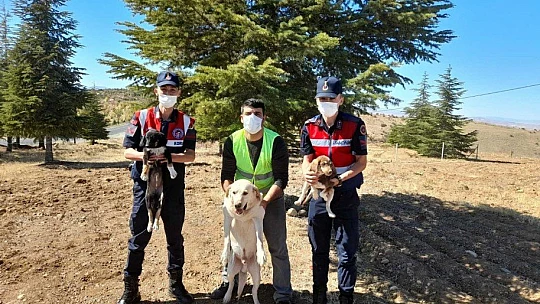 Elazığ'da jandarma ekipleri sokak hayvanlarını yalnız bırakmadı