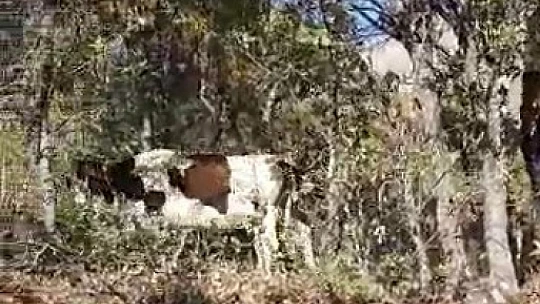 Elazığ'da kafası ağaca sıkışan inek kurtarıldı