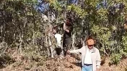 Elazığ'da kafası ağaca sıkışan inek kurtarıldı