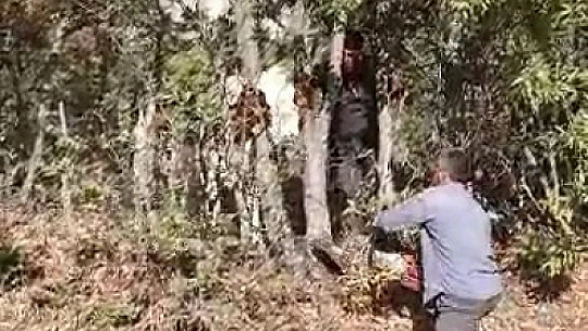 Elazığ'da kafası ağaca sıkışan inek kurtarıldı