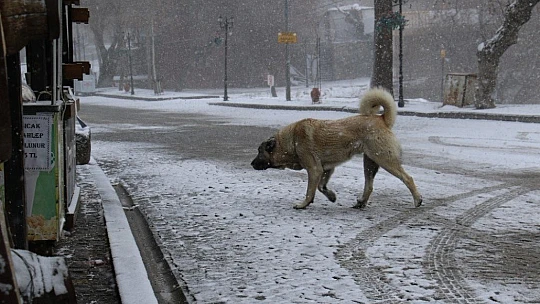 Elazığ'da kar yağışı başladı, tarihi mahalle beyaza büründü