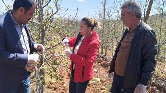 Elazığ'da kayısı ve elma entegre bahçeleri kontrol edildi