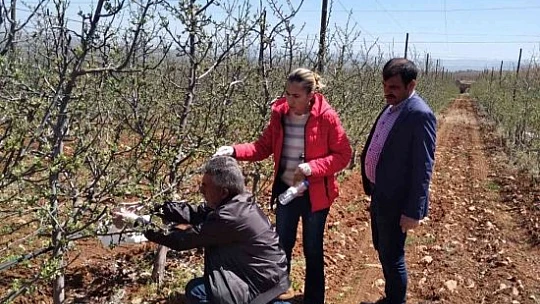 Elazığ'da kayısı ve elma entegre bahçeleri kontrol edildi
