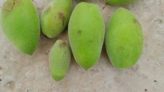 Elazığ'da kayısıyı dolu vurdu