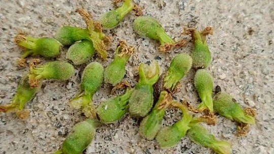 Elazığ'da kayısıyı dolu vurdu
