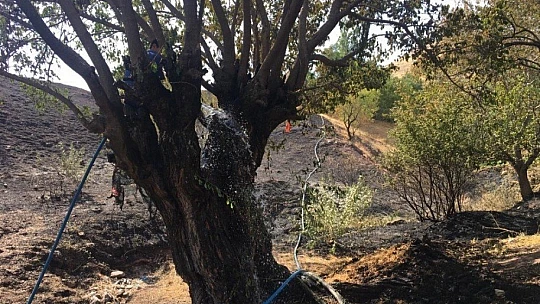 Elazığ'daki bahçe yangını korkuttu
