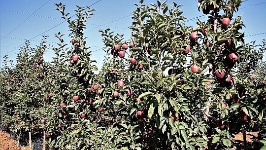 Elazığ'da kırmızı elma hasadı başladı