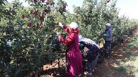 Elazığ'da kırmızı elma hasadı başladı