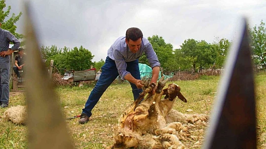 Elazığ'da koyun kırkma mesaisi başladı