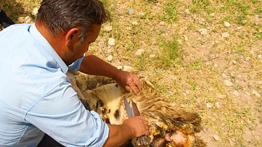Elazığ'da koyun kırkma mesaisi başladı