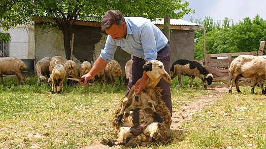 Elazığ'da koyun kırkma mesaisi başladı