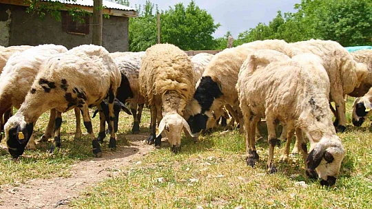 Elazığ'da koyun kırkma mesaisi başladı
