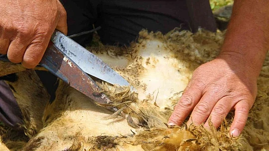 Elazığ'da koyun kırkma mesaisi başladı