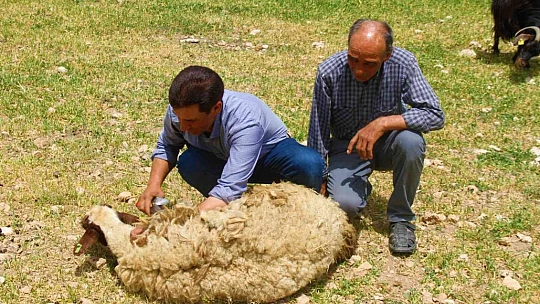 Elazığ'da koyun kırkma mesaisi başladı
