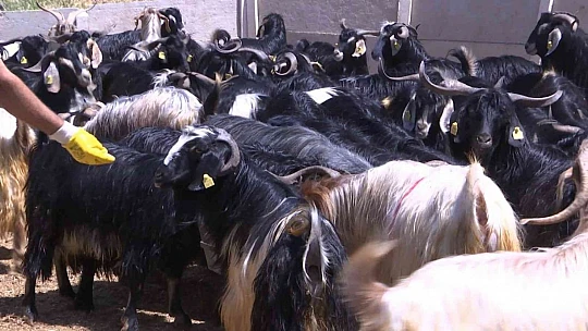Elazığ'da kurbanlıklar görücüye çıktı: Fiyatlar 2 bin 500 liradan başlıyor