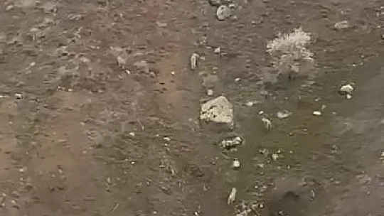 Elazığ'da kurt sürüsü görüntülendi