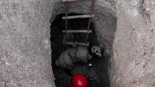 Elazığ'da kuyuya düşen kuzuyu itfaiye kurtardı