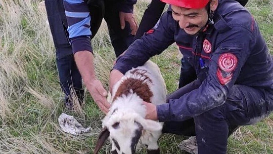 Elazığ'da kuyuya düşen kuzuyu itfaiye kurtardı