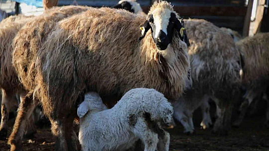 Elazığ'da kuzuların anneleriyle muhteşem buluşması