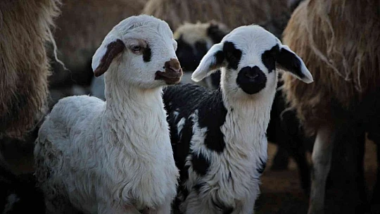 Elazığ'da kuzuların anneleriyle muhteşem buluşması