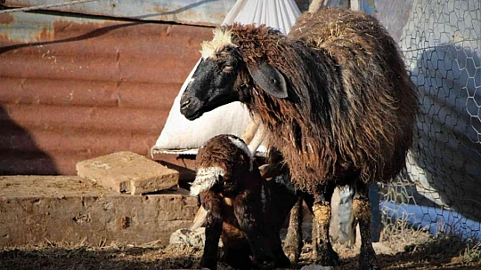 Elazığ'da kuzuların anneleriyle muhteşem buluşması
