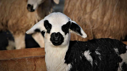 Elazığ'da kuzuların anneleriyle muhteşem buluşması