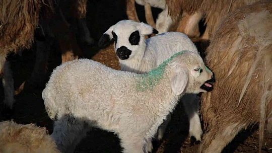 Elazığ'da kuzuların anneleriyle muhteşem buluşması