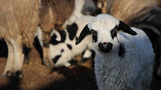Elazığ'da kuzuların anneleriyle muhteşem buluşması