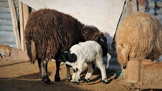 Elazığ'da kuzuların anneleriyle muhteşem buluşması