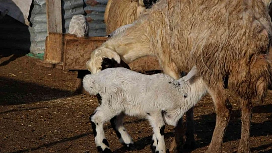 Elazığ'da kuzuların anneleriyle muhteşem buluşması