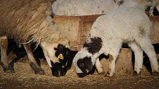 Elazığ'da kuzuların anneleriyle muhteşem buluşması