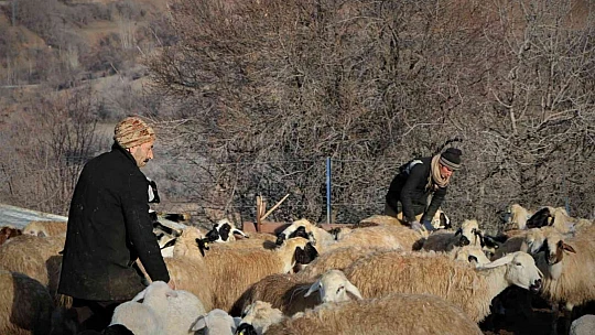 Elazığ'da kuzuların anneleriyle muhteşem buluşması