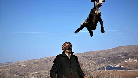 Elazığ'da kuzuların anneleriyle muhteşem buluşması