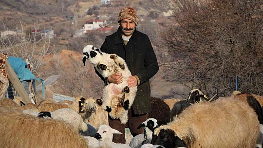 Elazığ'da kuzuların anneleriyle muhteşem buluşması