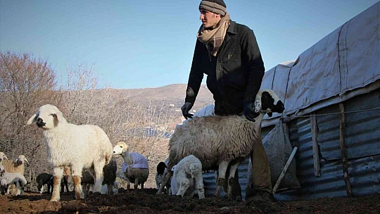 Elazığ'da kuzuların anneleriyle muhteşem buluşması