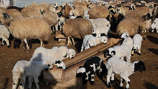 Elazığ'da kuzuların anneleriyle muhteşem buluşması