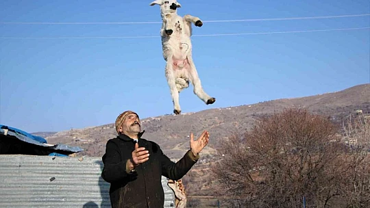 Elazığ'da kuzuların anneleriyle muhteşem buluşması