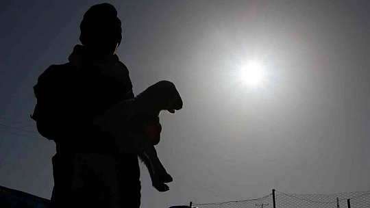 Elazığ'da kuzuların anneleriyle muhteşem buluşması