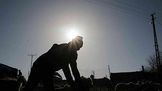 Elazığ'da kuzuların anneleriyle muhteşem buluşması